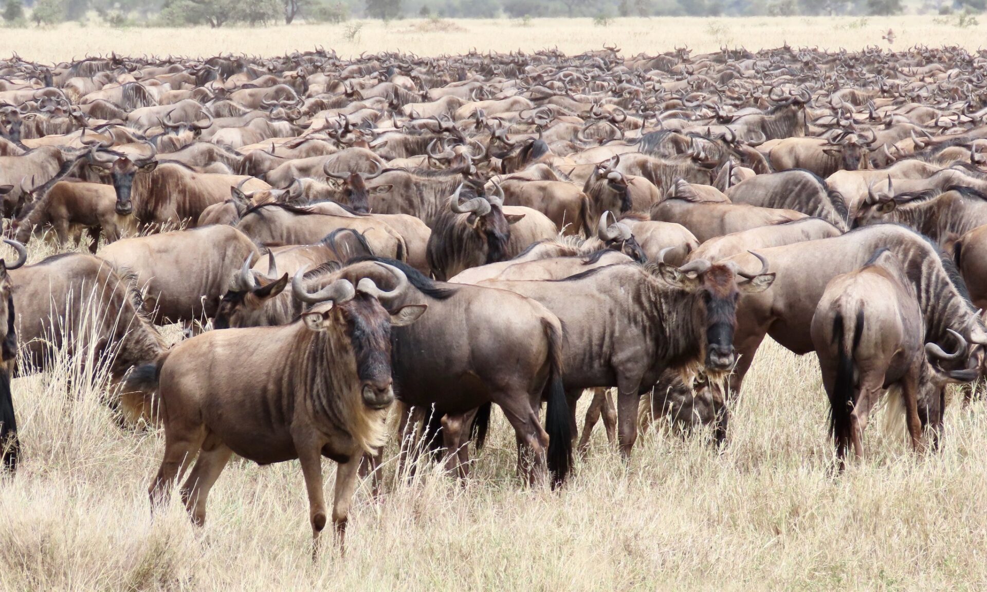 Tourism in Tanzania