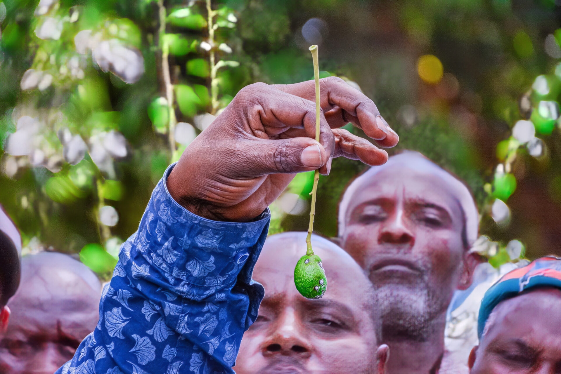 Avocado Farmers